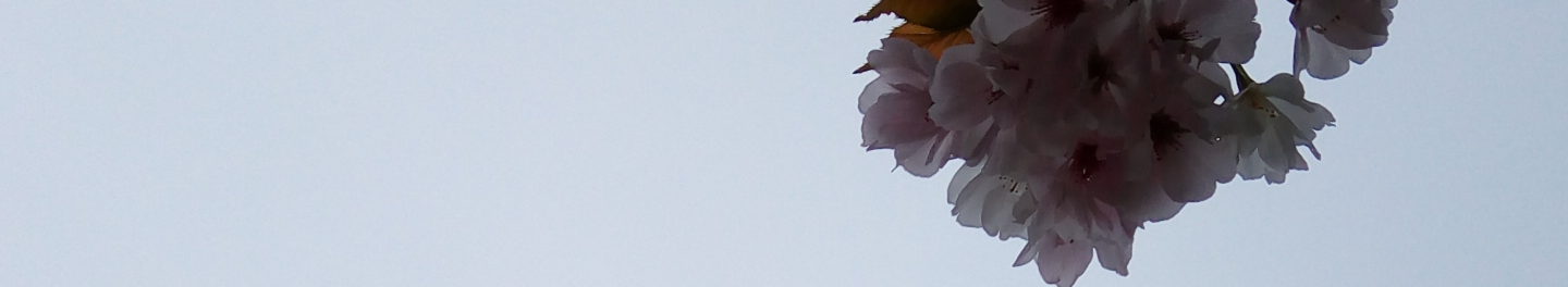 春を待つ香り｜1・2月のウェルカムアロマ