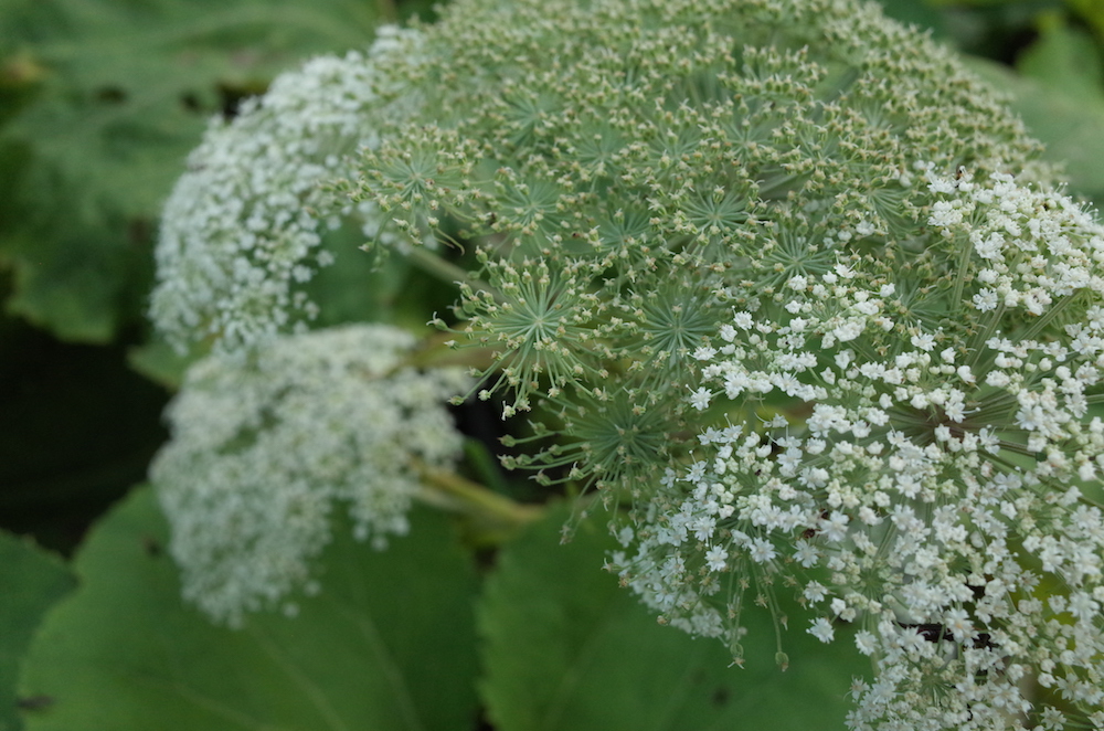 香り抽出のワークショップin nemuro